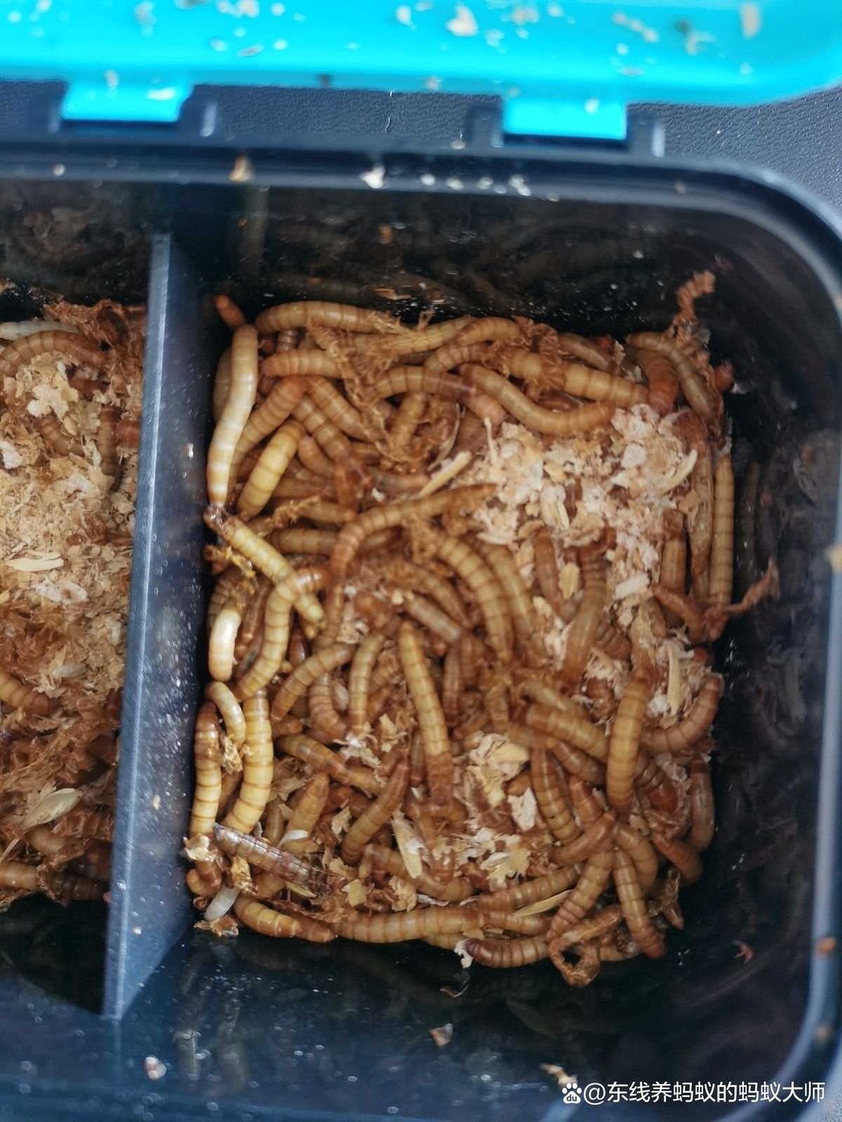 麥蟲和面包蟲的區別在哪（大麥蟲和面包蟲的區別）