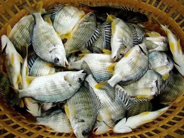重慶男子撈到大量“穿金妹”滿身花紋像戴了金首飾釣界驢大嘴（重慶男子撈到大量“穿金妹”）