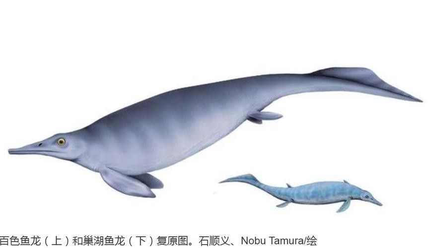 卓尼龍魚的養殖方法是什么？（云南男子釣獲罕見藍粉魚,身披龍鱗紋能賣100萬戶外蘭博萬）
