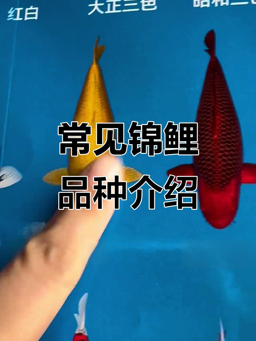 丹頂三色的繁殖方法是什么丹頂三色和昭和三色的區(qū)別（丹頂三色和丹頂昭和有何區(qū)別？）