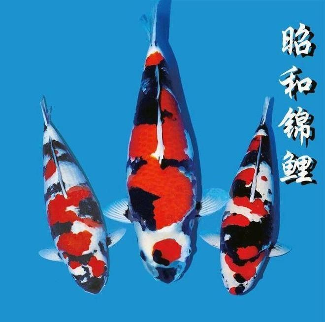 丹頂三色的繁殖方法是什么丹頂三色和昭和三色的區(qū)別（丹頂三色和丹頂昭和有何區(qū)別？）