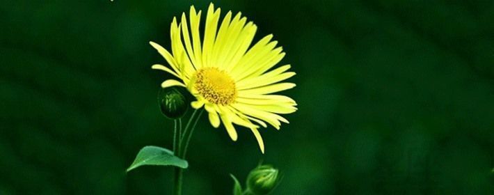 觀賞魚市場龍魚又撞缸了（寧德觀賞魚市場龍魚又撞缸了有兩片魚鱗撞開了但不會掉下來嗎）