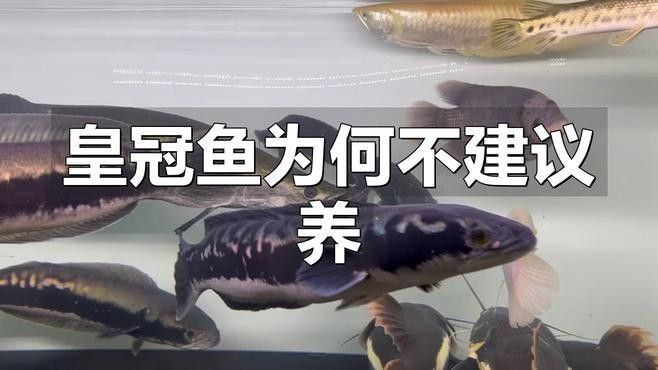 皇冠魚(yú)為何不能隨便養(yǎng)（皇冠魚(yú)不能亂養(yǎng)的原因，皇冠魚(yú)不能隨便養(yǎng)）