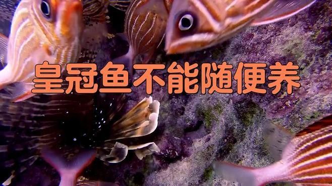 皇冠魚(yú)為何不能隨便養(yǎng)（皇冠魚(yú)不能亂養(yǎng)的原因，皇冠魚(yú)不能隨便養(yǎng)）