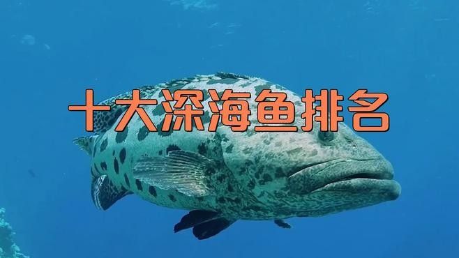 魚類排行榜前十名（2018年全球魚類排行榜前十名）