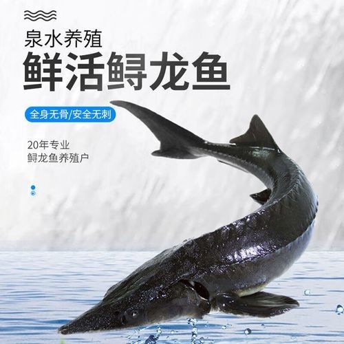 魚類排行榜前十名（2018年全球魚類排行榜前十名）