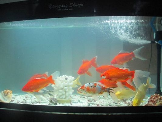龍魚腹部鱗片血絲會自愈嗎，探討龍魚腹部鱗片血絲的自愈能力背后可能的原因