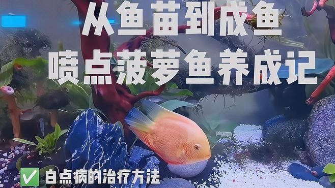 怎樣鑒別和繁殖噴點菠蘿魚（噴點菠蘿魚在繁殖期需要特別注意配對和繁殖環境）