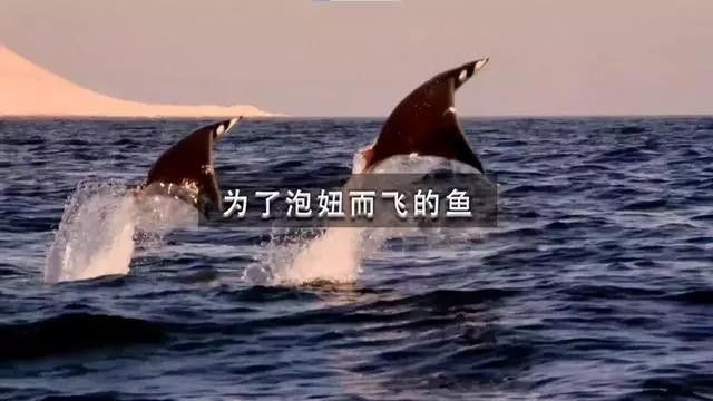 魟魚吃完海鮮不能吃什么水果（種魚有“最怕三種水果”的說法[需手動(dòng)填充]--魟魚）