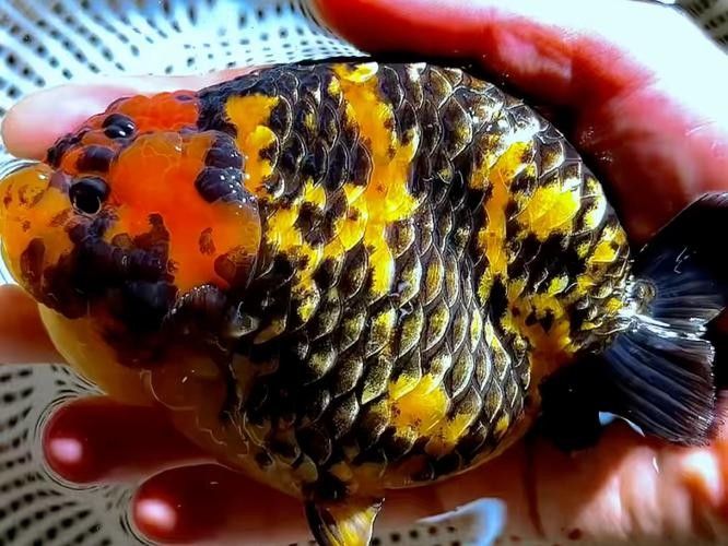 金虎魚的圖片、品種、飼養方法和價格信息、價格信息（金虎魚圖片、品種、飼養方法以及價格信息）