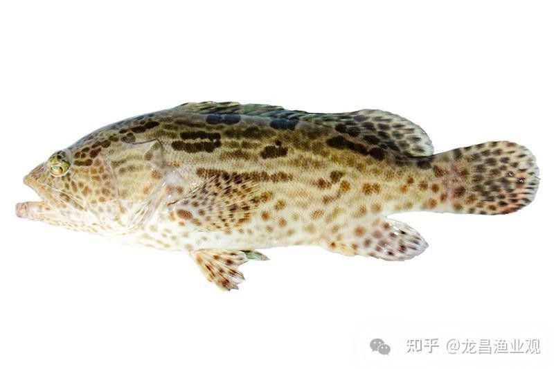 金虎魚的圖片、品種、飼養方法和價格信息、價格信息（金虎魚圖片、品種、飼養方法以及價格信息）