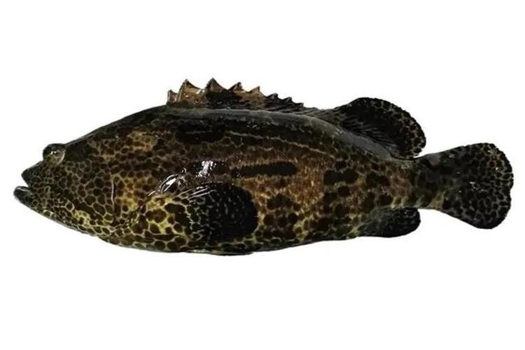 金虎魚的圖片、品種、飼養方法和價格信息、價格信息（金虎魚圖片、品種、飼養方法以及價格信息）