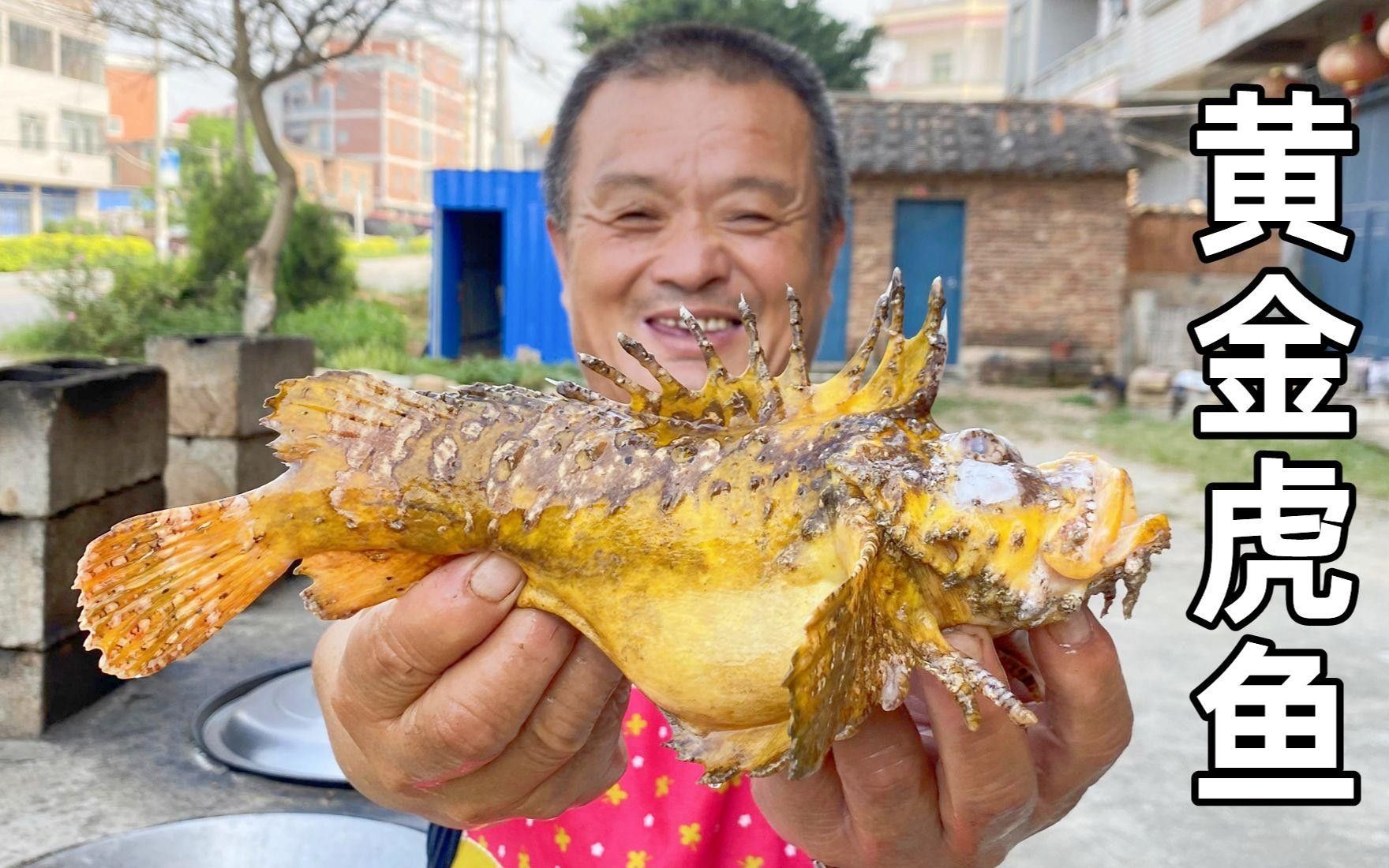 金虎魚的圖片、品種、飼養方法和價格信息、價格信息（金虎魚圖片、品種、飼養方法以及價格信息）