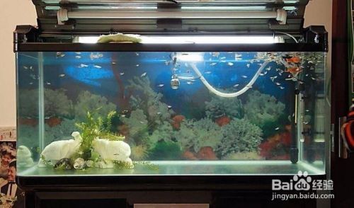 溫州海鮮批發市場在哪里，溫州哪里有金魚市場在哪里