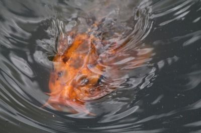廣東本地觀賞魚(yú)種類(lèi)，巴西龍魚(yú)，（巴西龍魚(yú),廣東本地觀賞魚(yú)種類(lèi)）