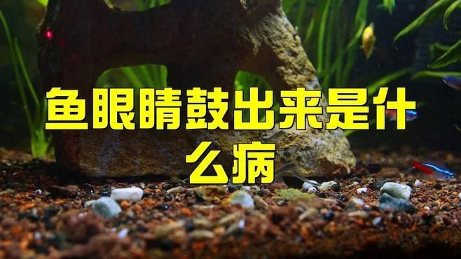 石斑魚眼睛突出是怎么回事（吉山花瑤三農石斑魚病害一覽）