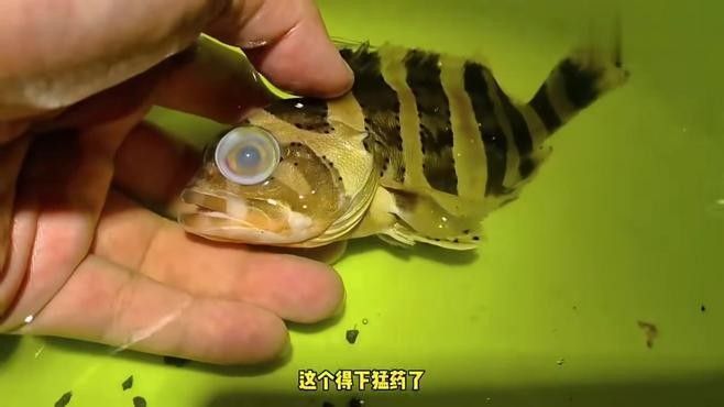 石斑魚眼睛突出是怎么回事（吉山花瑤三農石斑魚病害一覽）