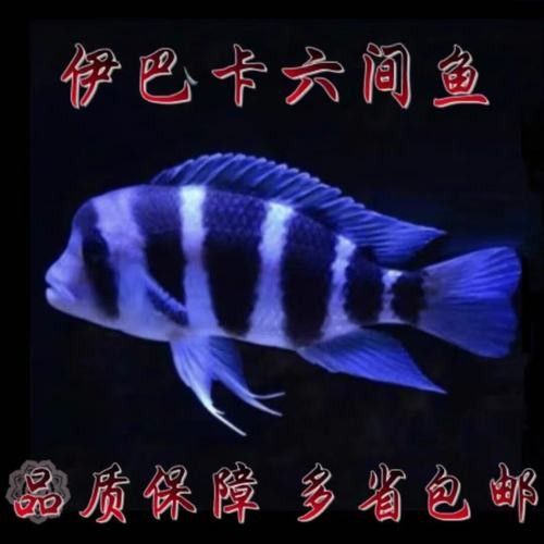 伊巴卡魚的價格是多少？適合新手飼養(yǎng)嗎？（伊巴卡是一個專注于觀賞魚領(lǐng)域的品牌而非雜牌，而非雜牌）