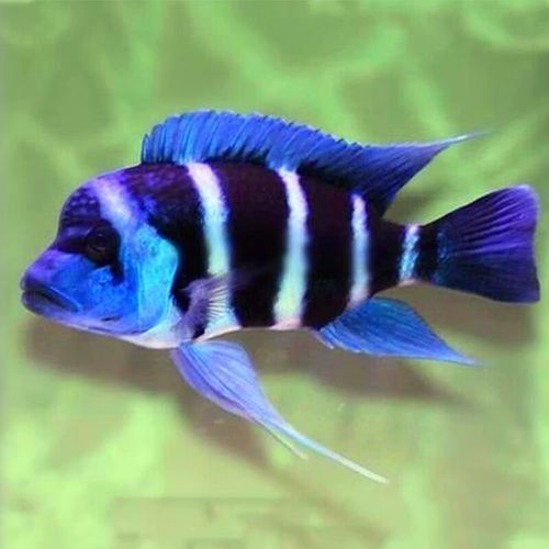 伊巴卡魚的價格是多少？適合新手飼養(yǎng)嗎？（伊巴卡是一個專注于觀賞魚領(lǐng)域的品牌而非雜牌，而非雜牌）