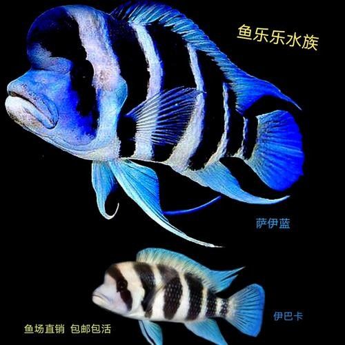 伊巴卡魚的價格是多少？適合新手飼養(yǎng)嗎？（伊巴卡是一個專注于觀賞魚領(lǐng)域的品牌而非雜牌，而非雜牌）