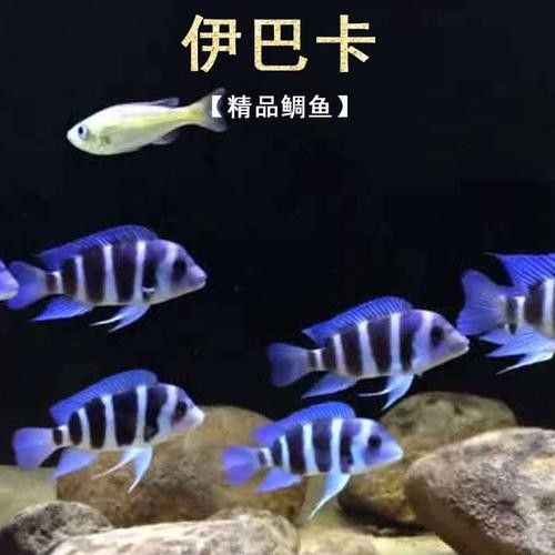 伊巴卡魚的價格是多少？適合新手飼養(yǎng)嗎？（伊巴卡是一個專注于觀賞魚領(lǐng)域的品牌而非雜牌，而非雜牌）
