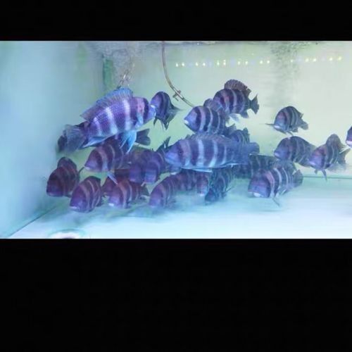 伊巴卡魚的價格是多少？適合新手飼養(yǎng)嗎？（伊巴卡是一個專注于觀賞魚領(lǐng)域的品牌而非雜牌，而非雜牌）