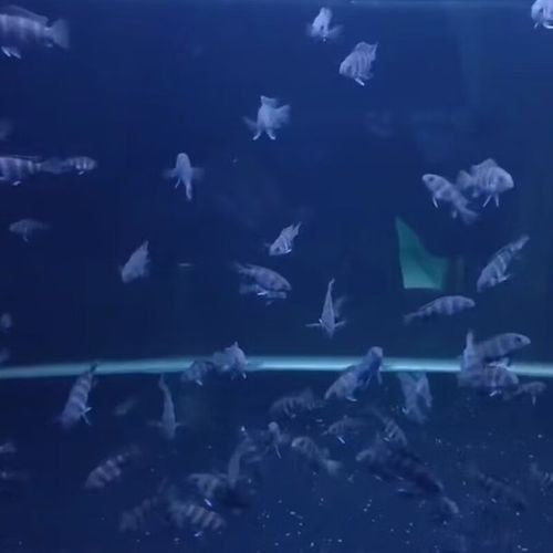伊巴卡魚的價格是多少？適合新手飼養(yǎng)嗎？（伊巴卡是一個專注于觀賞魚領(lǐng)域的品牌而非雜牌，而非雜牌）