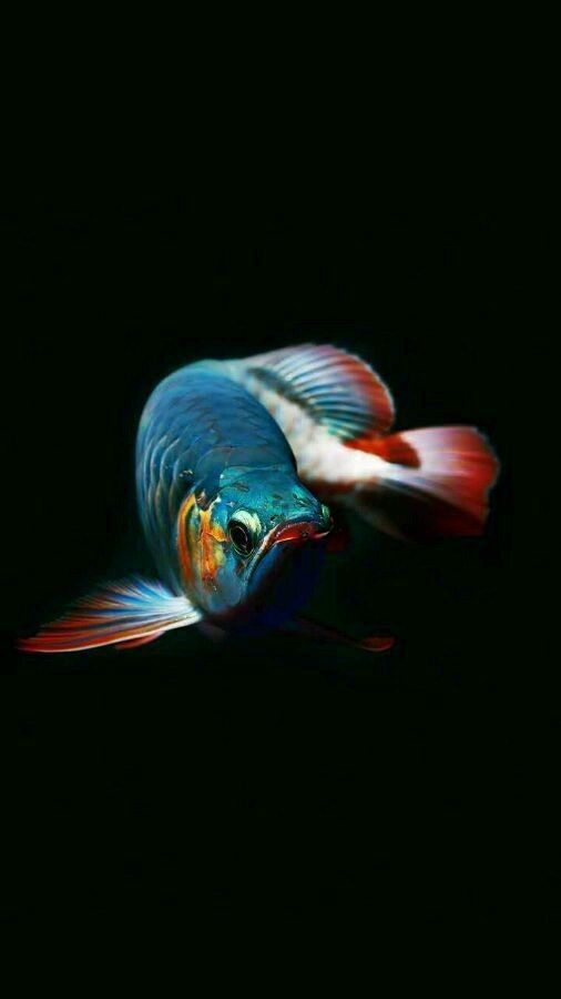 龍魚不開口吃東西的原因及解決方案（龍魚不開口吃東西可能會引起飼養(yǎng)者的擔(dān)憂）