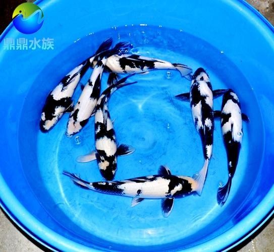 奶牛錦鯉和白寫錦鯉的區別，（奶牛錦鯉和白寫錦鯉的主要區別）