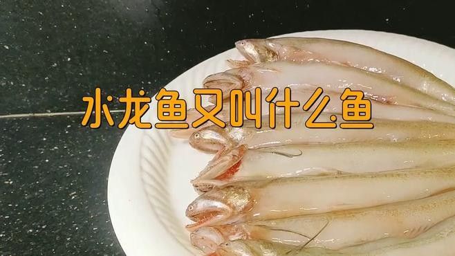 水龍魚的生活習性與養(yǎng)護技巧（水龍魚有哪些常見的烹飪方法水龍魚適合哪些人群食用）