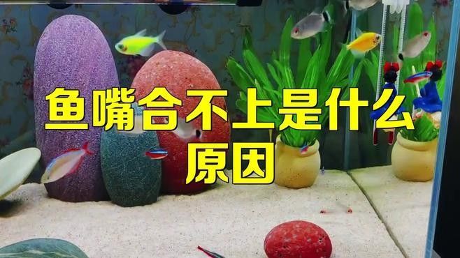 龍魚嘴巴合不上最簡單三個(gè)地方（導(dǎo)致龍魚口合不上的最簡單三個(gè)原因）