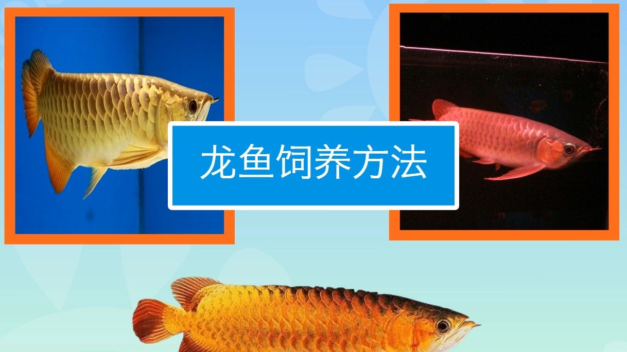 龍魚的常見品種及飼養現狀（關于龍魚的常見品種及種及其飼養現狀）