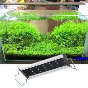 魚缸中的白色蟲子是由多種原因引起的，養金龍魚缸長綠藻不用擔心（如何處理魚缸中的白色蟲子）