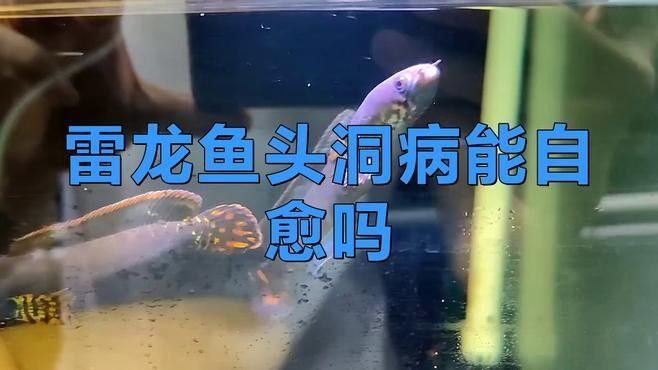 巴卡雷龍魚最常見的疾病是細菌性疾病之一是細菌性疾病之一（巴卡雷龍魚常見疾病及防治方法）