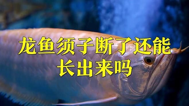 龍魚胡須斷了還能長出來嗎龍魚胡須斷了還能長出來嗎（龍魚斷須竟能重生,奇跡恢復全過程揭秘）