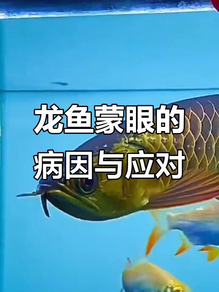 龍魚蒙眼，觀賞魚蒙眼怎么辦（龍魚眼睛變白（俗稱“蒙眼”主要由水質問題、細菌感染、物理損傷或寄生蟲引起）
