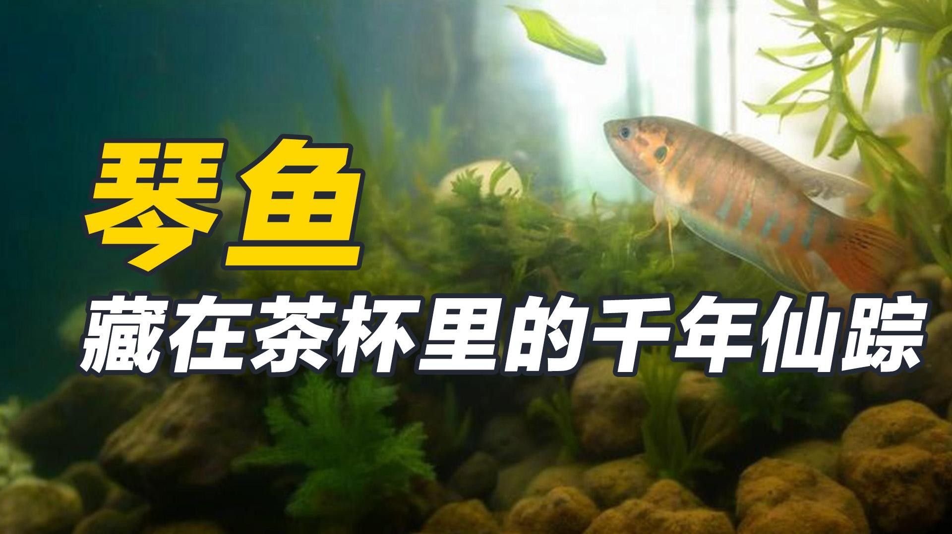 琴魚：藏在茶杯里的千年仙蹤秒懂大百科，“皖美好味道百縣名小吃”（安徽涇縣琴魚是一種獨特風味和營養價值的淡水魚類）