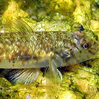 琴魚：藏在茶杯里的千年仙蹤秒懂大百科，“皖美好味道百縣名小吃”（安徽涇縣琴魚是一種獨特風味和營養價值的淡水魚類）