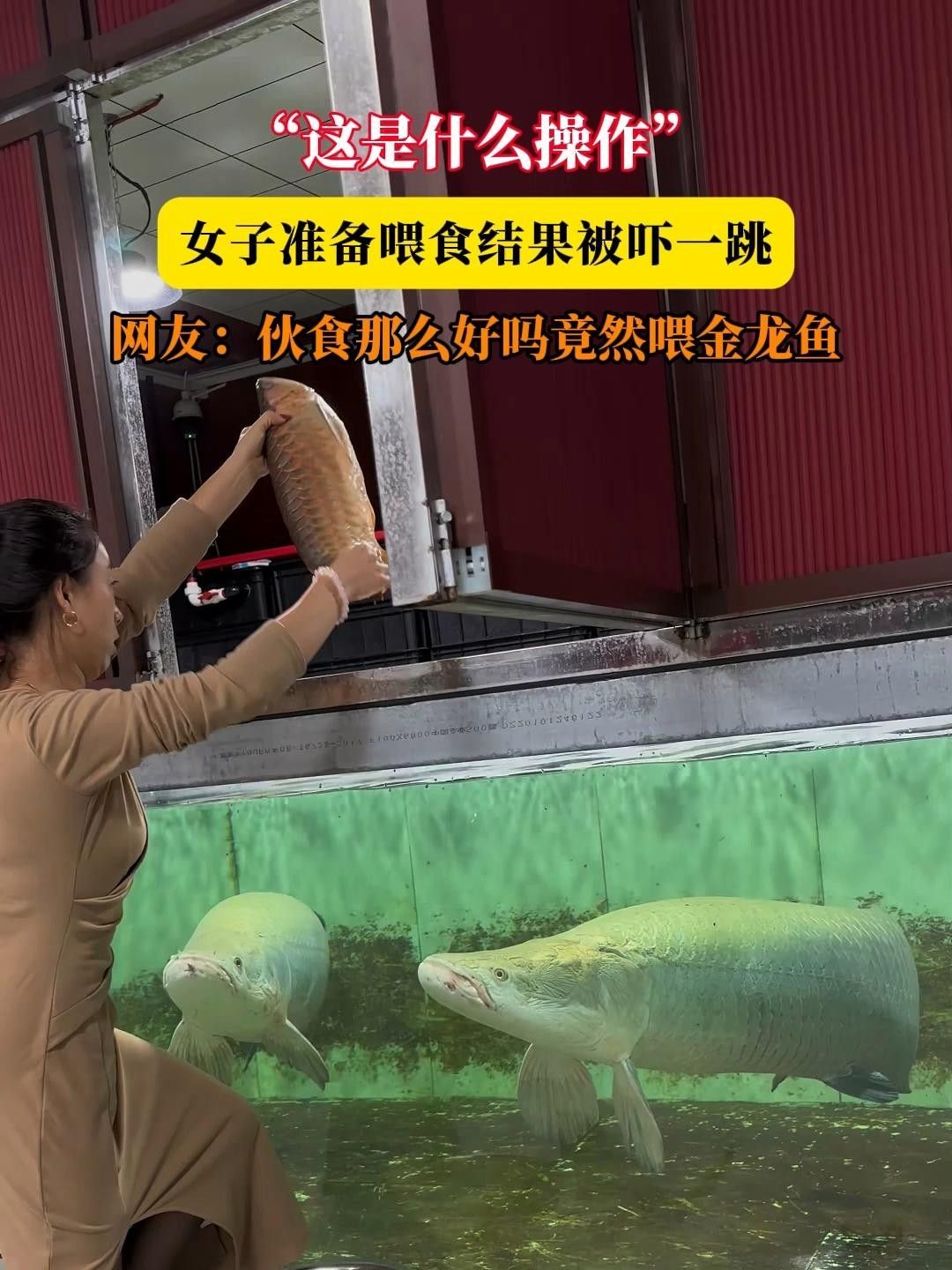 金龍魚飼養需謹慎選擇食物，金龍魚最忌三種食物（金龍魚喂養的多個禁忌情況）