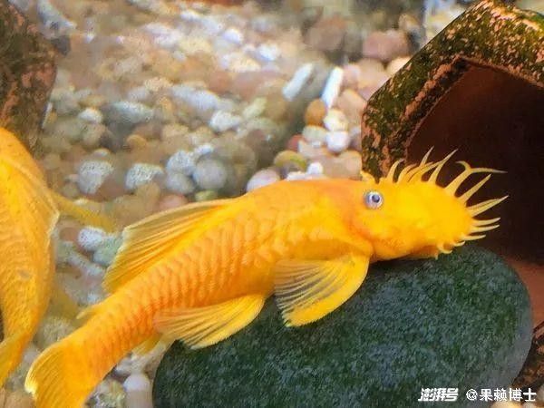 龍魚的須子有什么作用？（龍魚的須子是否健康，如何判斷龍魚的須子是否健康）