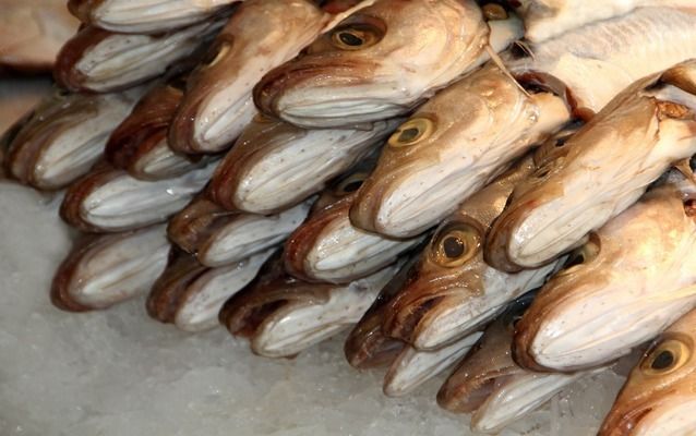 鬼王雷龍魚(yú)的體長(zhǎng)多少米，鬼王雷龍魚(yú)的體長(zhǎng)與其相關(guān)知識(shí)（鬼王雷龍魚(yú)的體長(zhǎng)在30厘米以上，鬼王雷龍魚(yú)體長(zhǎng)多少米與其品種有關(guān)）