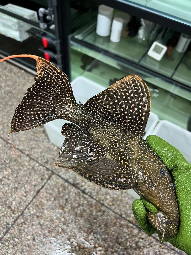 盤點十大最好看異形魚品種與獨特特征揭秘常見異形魚品種大揭秘（常見異形魚品種大揭秘,看看這些奇特魚類你認識嗎）