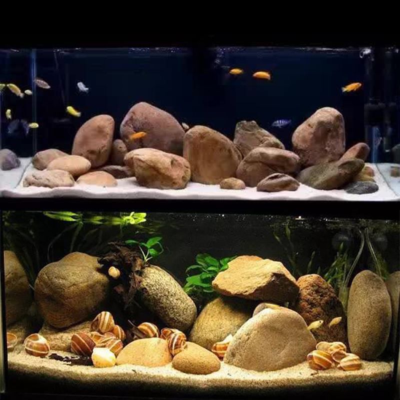 虎斑恐龍魚能和雷龍混養嗎，虎斑恐龍魚和雷龍混養嗎（虎斑恐龍魚能和雷龍混養嗎）