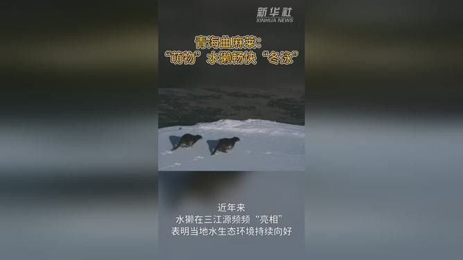 青海曲麻萊縣有哪些特色野生動物曲麻萊龍魚的養殖情況（曲麻萊龍魚是否真實存在？）
