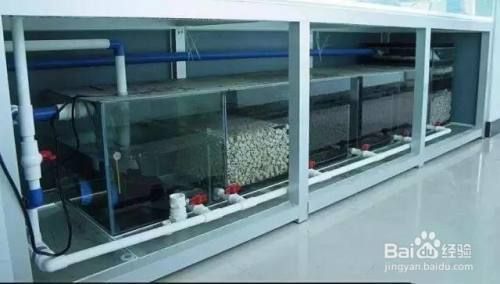 龍魚吐白色的東西是什么，如果能碰巧解決你現在面臨的問題（水龍魚吐白色的東西是什么？）