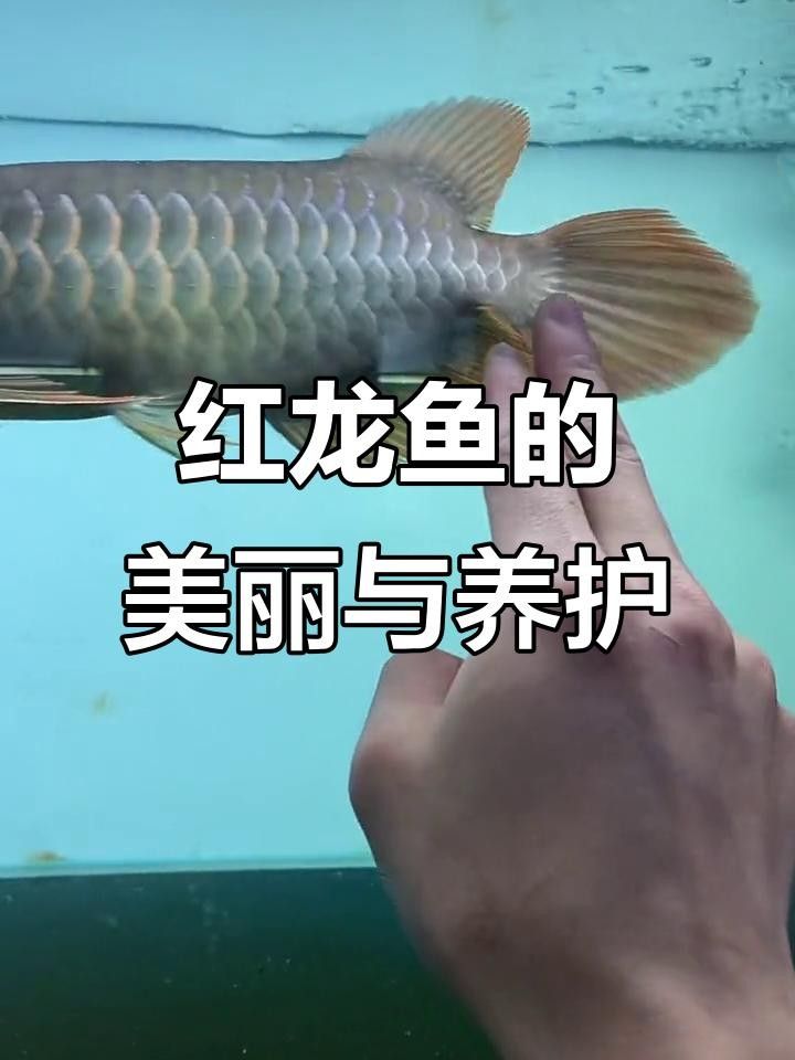 <strong><mark>上高</mark></strong>紅龍魚（包括<strong><mark>上高</mark></strong>紅龍魚）的品種特點、飼養方法（<strong><mark>上高</mark></strong>紅龍魚的詳細介紹）