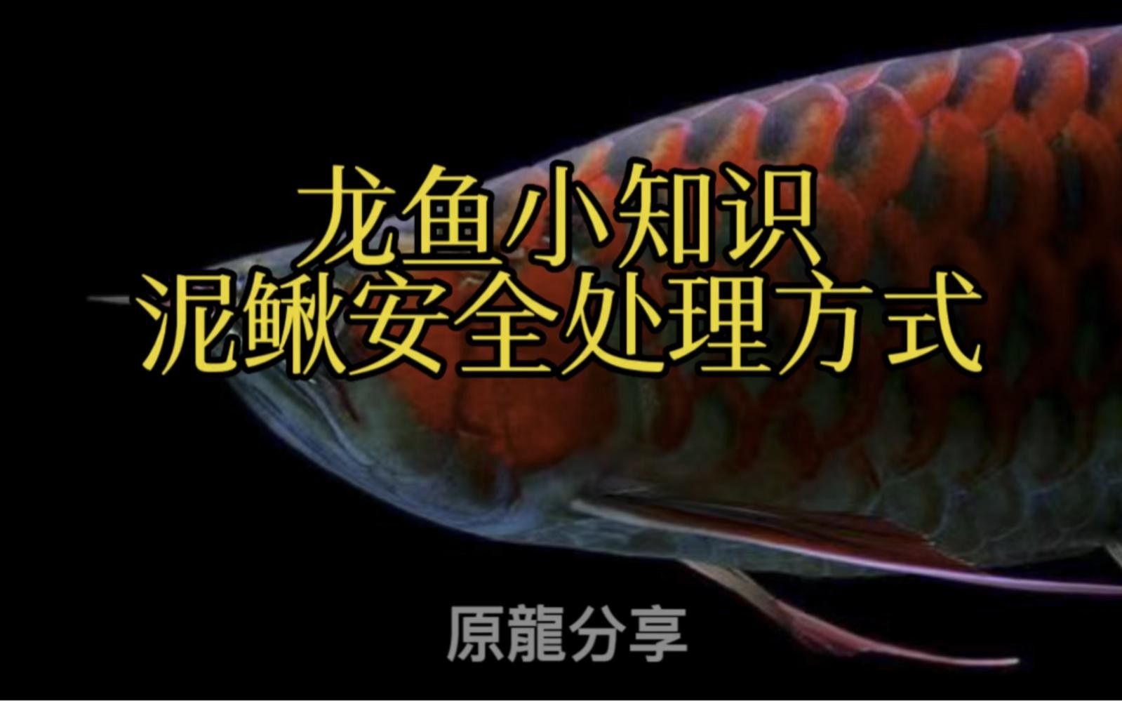 龍魚喂泥鰍的風險與注意事項龍魚七大食物排行榜（龍魚喂泥鰍的利與弊）