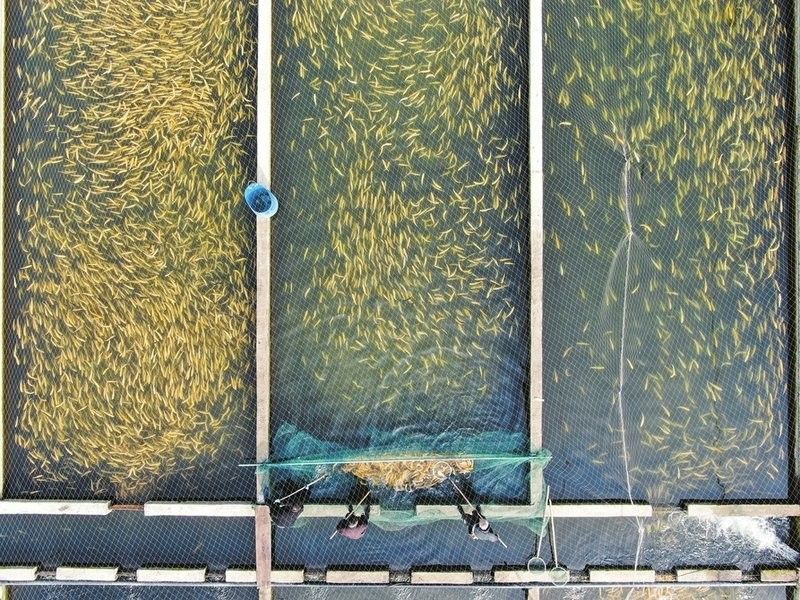 洪洞金龍魚養(yǎng)殖前景如何？（山西省洪洞縣與“金龍魚”相關(guān)的信息,洪洞金龍魚飼養(yǎng)技巧）