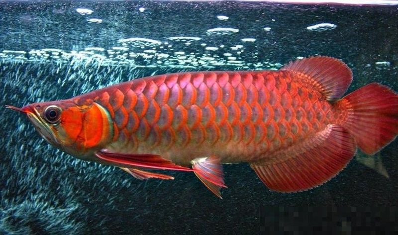 果洛紅龍魚的飼養方法（果洛紅龍魚與其他紅龍魚有何區別）