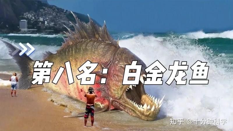 白金龍魚多少錢余姚饞客雷達(dá)十大最貴金龍魚觀測(cè)站（世界上十大最貴的觀賞魚，第一售價(jià)超過(guò)400萬(wàn)）